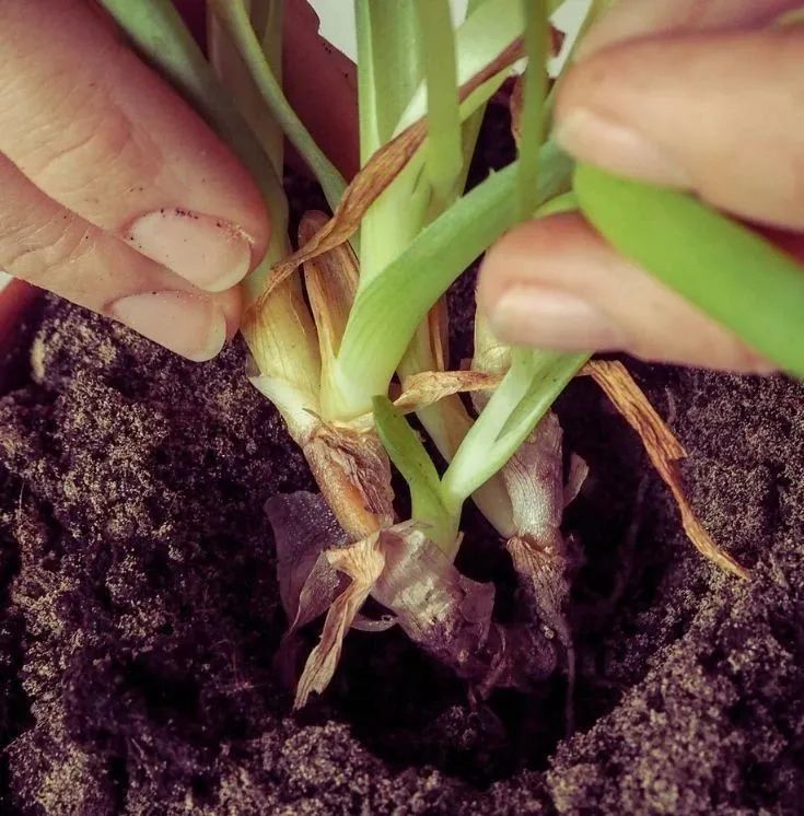 盆栽植物烂根的原因分析,烂根后别急着丢,有方法可挽救_腾讯新闻
