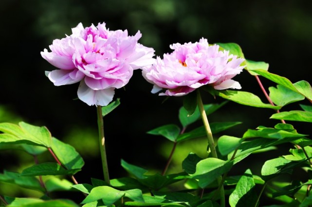 下个月期间 桃花开姻缘旺 本能开出爱情果实的四大生肖 生肖马 生肖 桃花 姻缘 生肖龙 生肖猪