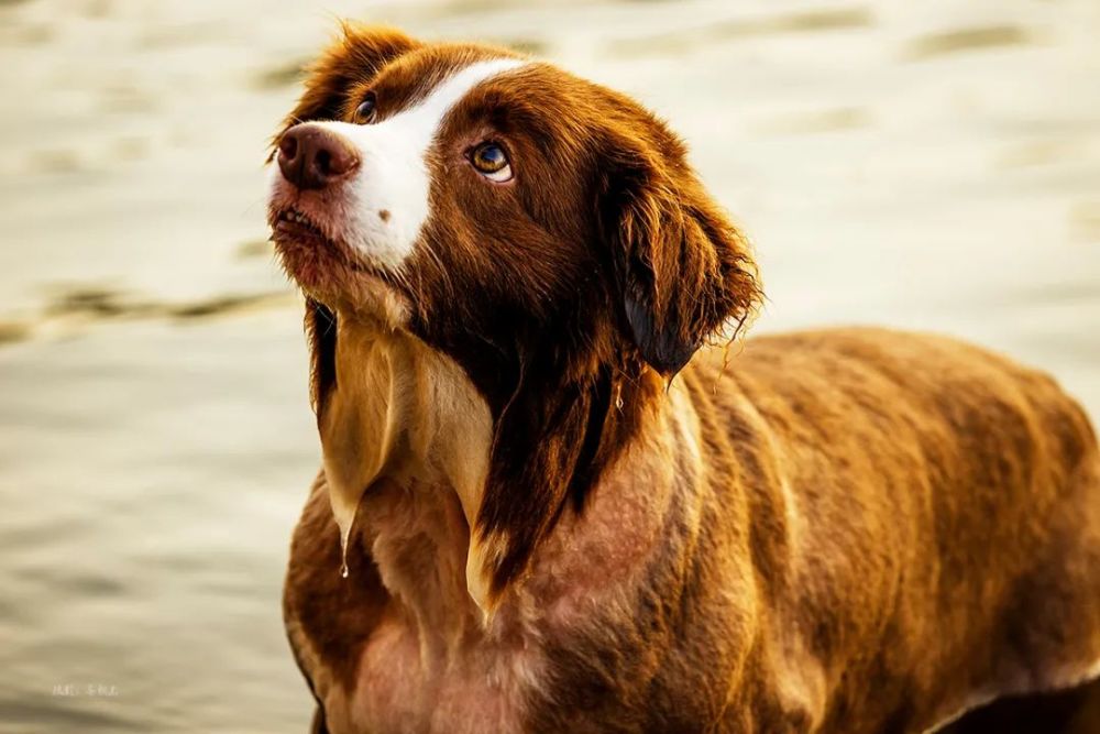 柯利我在桥上拍风景你在江里闲庭信步优雅潜行