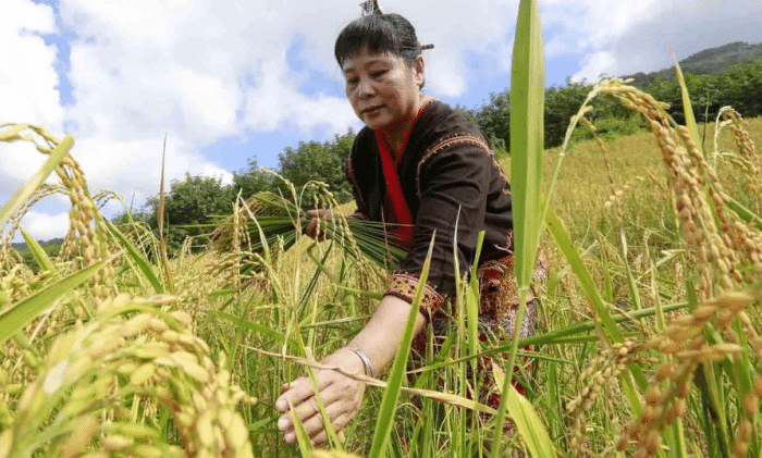 "流汗是懒惰,出力是愚蠢",大骂农民不懂种地的教授报应来了!