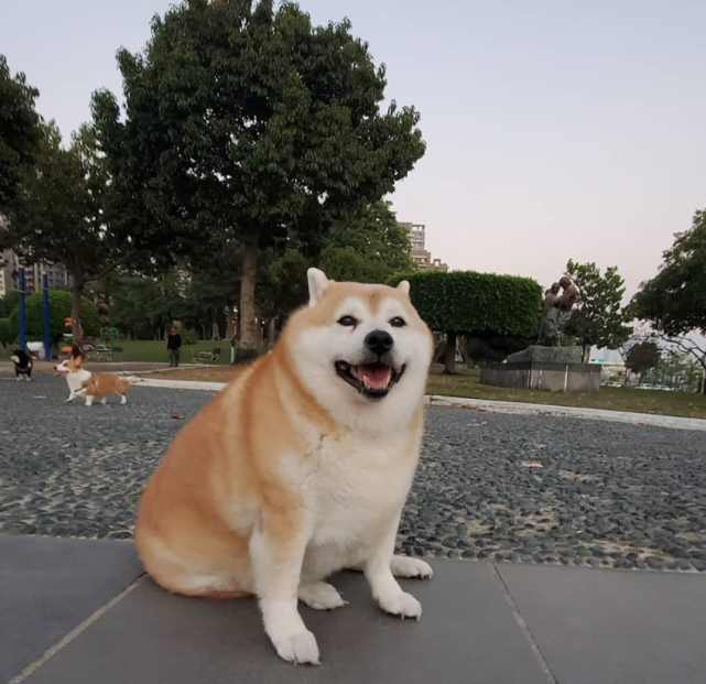 柴犬因胖走红,为了减肥,它每天只吃一顿饭,现在怎么样了?