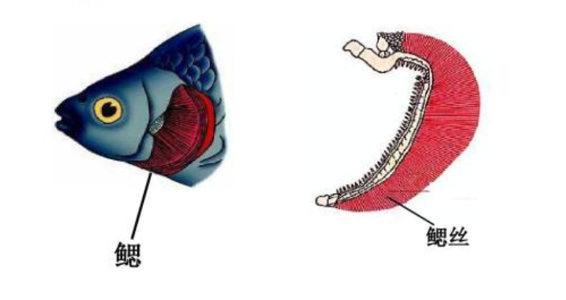 鱼鳃上有很多丝状的组织,像梳子一样的结构,这些被称为"鳃丝",在呼吸