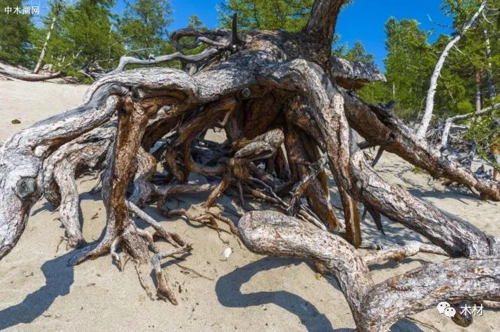 花旗松素的9大功效与作用?