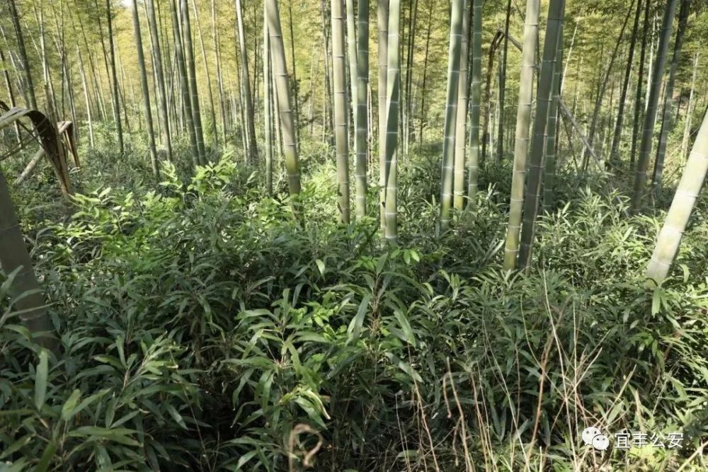 三只大熊猫即将要来宜丰有关部门全面在官山清场
