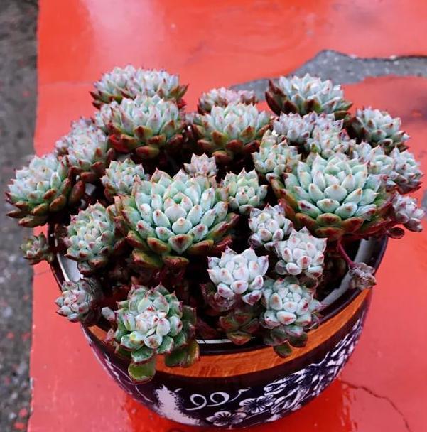 喜欢多肉却养一盆死一盆该怎么办 6月盆栽 做到3点就够了 腾讯新闻