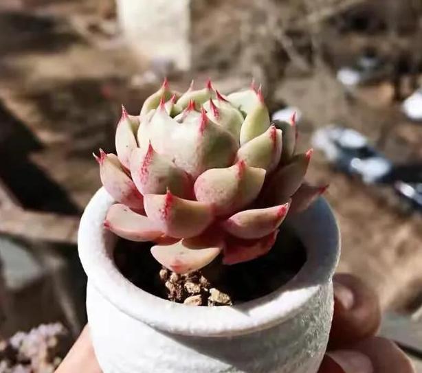 喜欢多肉却养一盆死一盆该怎么办 6月盆栽 做到3点就够了 腾讯新闻