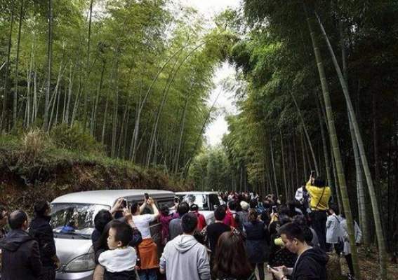 在修剪的過程中也面臨著非常大的困難,毛康達老人就承擔起了這樣的