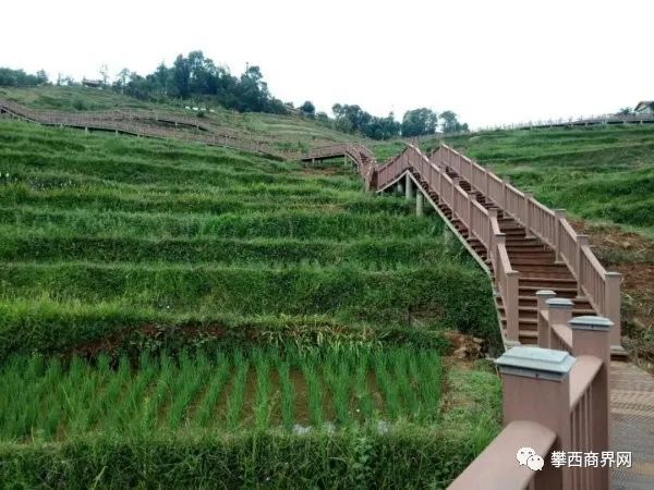 走在梯田间的栈道上,欣赏梯田层层叠叠的翠绿美景,空气清新,一股股