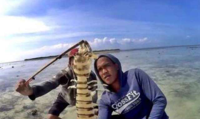 泰国发现巨型皮皮虾 体长40厘米 3秒敲开一个贝壳 腾讯网