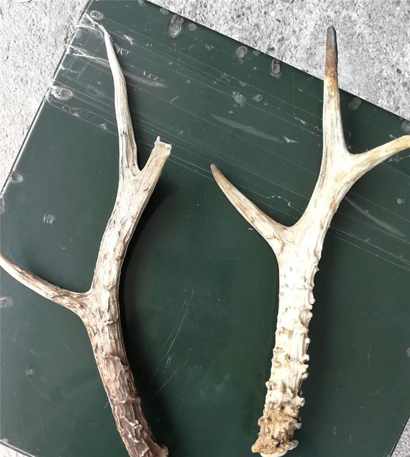 怒江丙中洛边境检查站查获野生鹿角一对