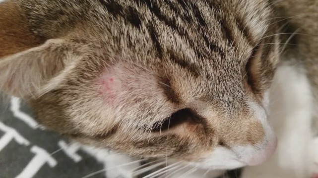 猫咪掉毛 我们教你一些鉴别和应对方法 腾讯网