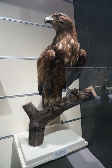 白尾海雕标本雕鸮标本古兽传奇属于特展,内容上必然是古哺乳动物的