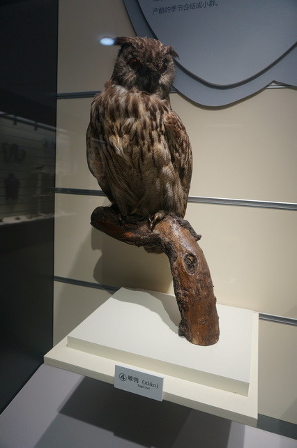 雕鸮标本古兽传奇属于特展,内容上必然是古哺乳动物的化石.