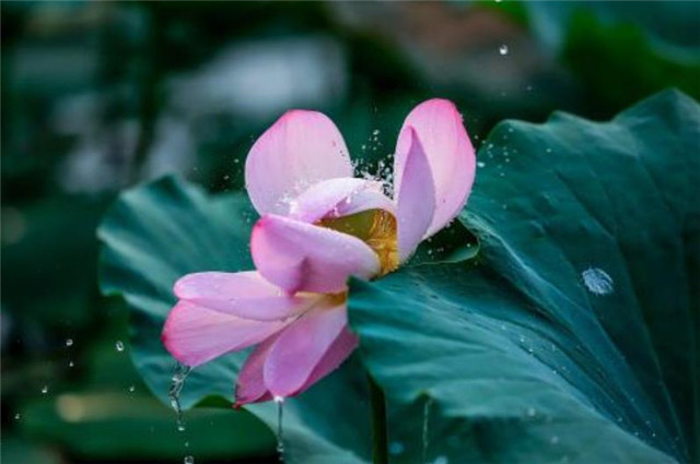 不用留得枯荷听雨声 听听杨万里的荷雨 梅雨正当时 梅雨 梅雨季节 李商隐 杨万里