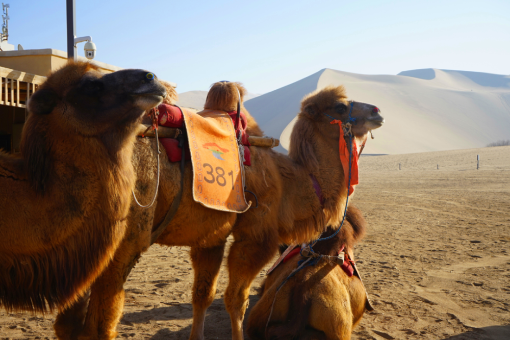 敦煌鸣沙山,沙漠骆驼月牙泉