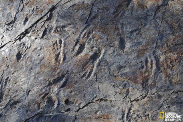 鳄鱼的神秘亲戚两条腿走路