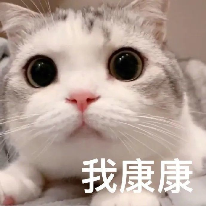 可爱猫猫表情包快乐是他们的我只有双下巴