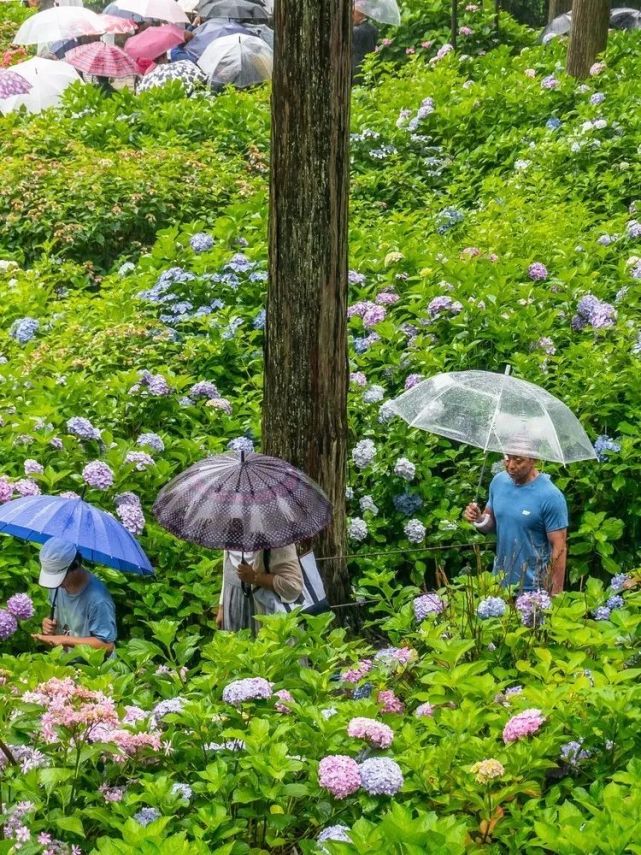 在梅雨季遇见紫阳花 梅雨季节 紫阳花 日本 花卉 梅雨