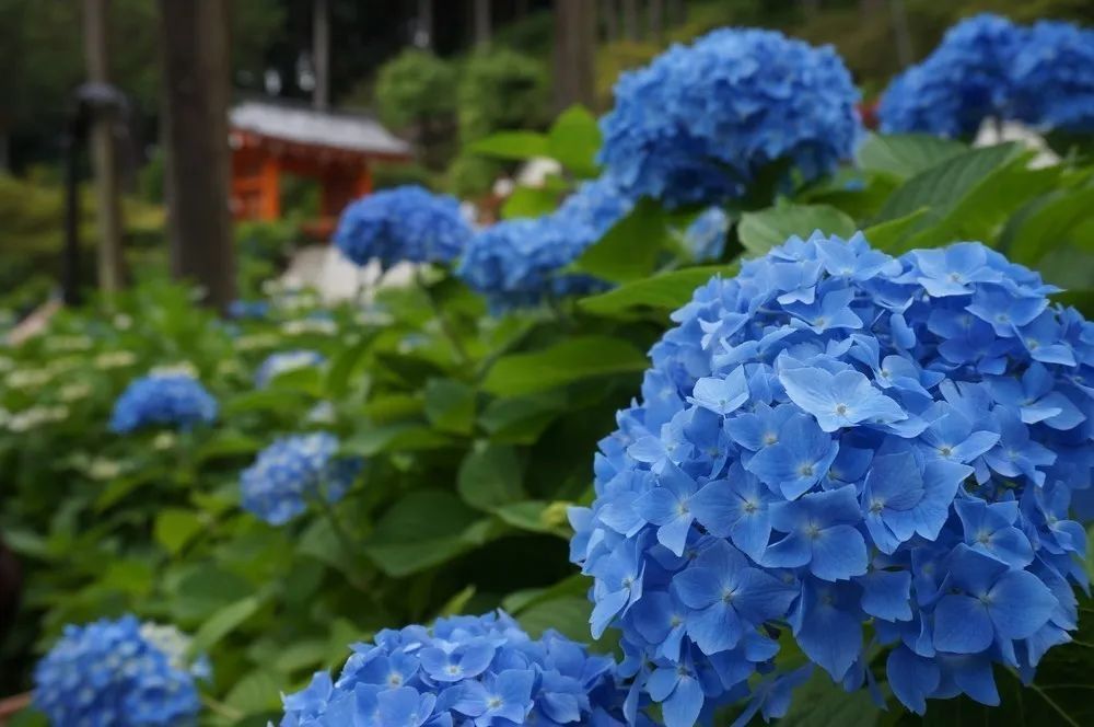 在梅雨季遇见紫阳花 腾讯新闻