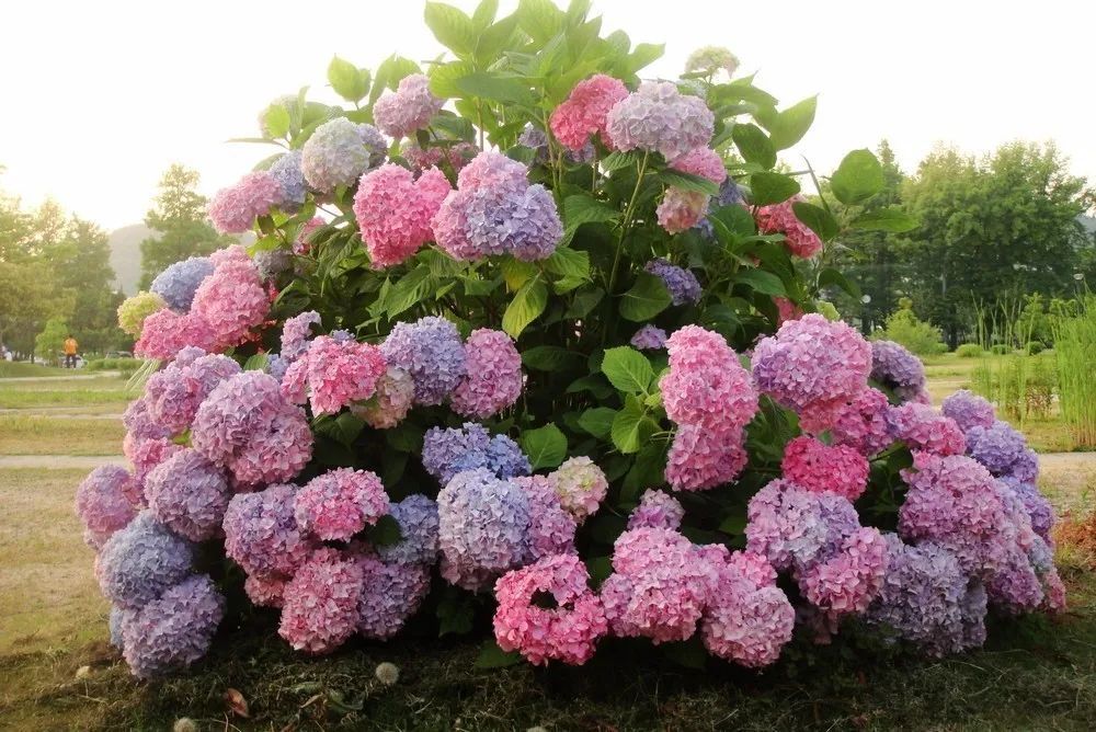 在梅雨季遇见紫阳花 腾讯新闻