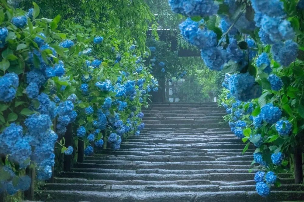 在梅雨季遇见紫阳花 腾讯新闻