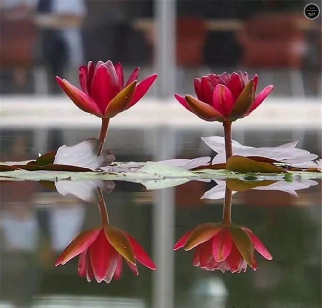 水中莲 水中影 怎一个美字了得 荷花 睡莲 荷叶