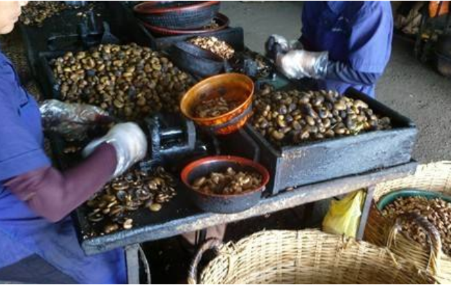 腰果又贵又好吃但有谁知道剥腰果的工作竟是这么残忍