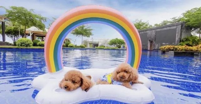 带着狗狗多出去走走,看看这个世界,在海边尽情撒欢儿~"萌星人火龙果"
