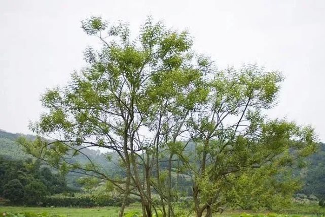 非常用药材:风箱树根