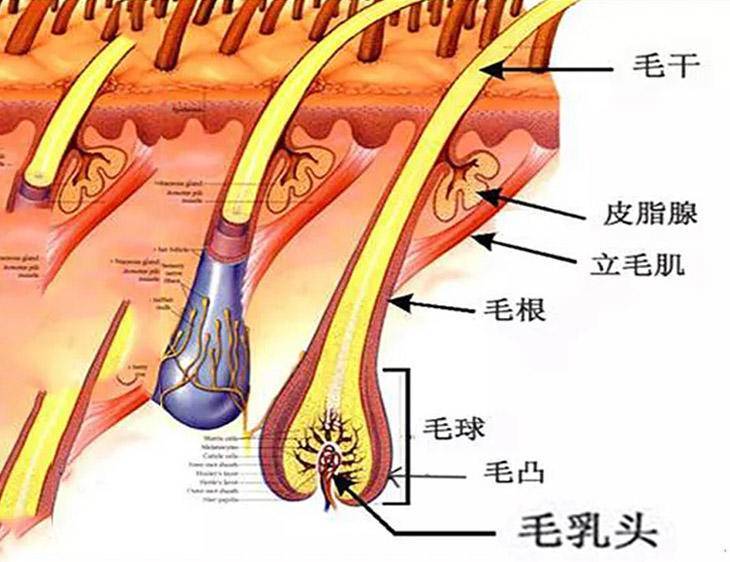 毛乳头内有很多快速增长的细胞,一旦能量不足它们就会凋亡,会使毛囊
