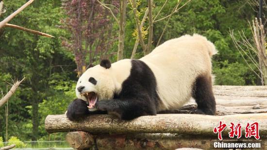 看天下:九寨沟熊猫园开园 4只大熊猫正式与公众见面