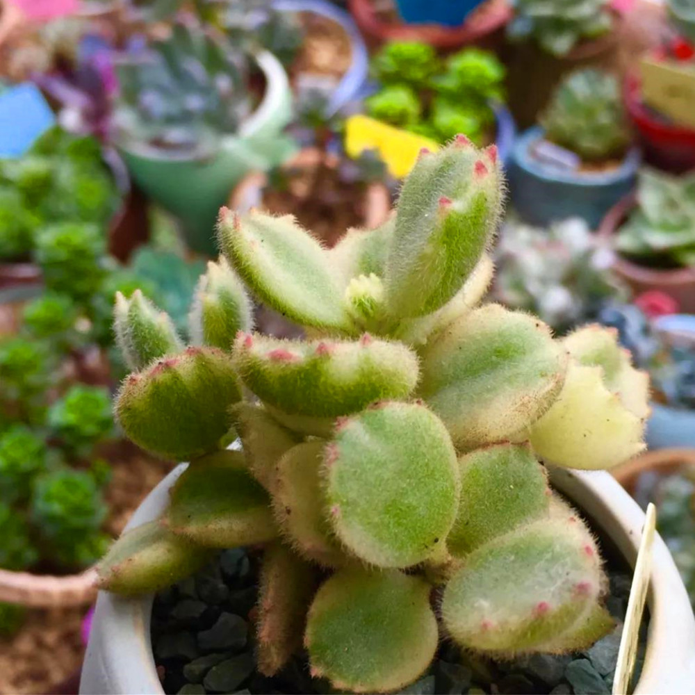 熊童子掉叶子的原因和处理方法 腾讯新闻