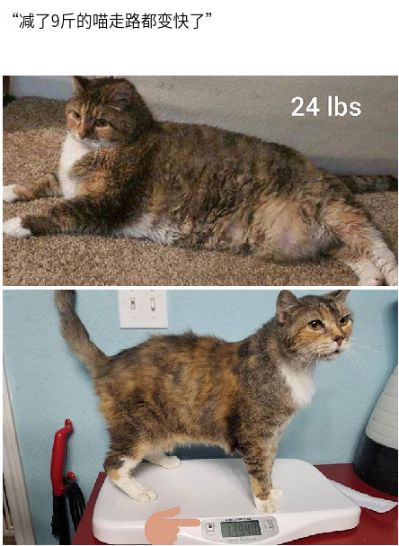 连猫都瘦下来了!一波喵星人瘦身前后对比图,莫名有被励志到!