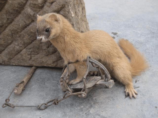 解密东北传说黄皮子大仙黄鼠狼