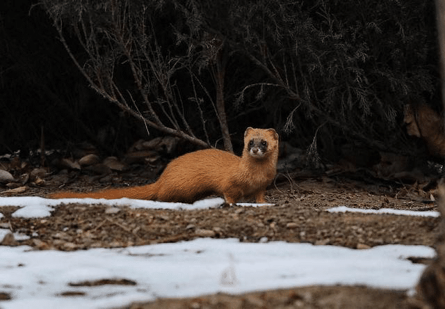 在东北地区,黄鼠狼的传说是很多的,甚至有黄皮子大仙