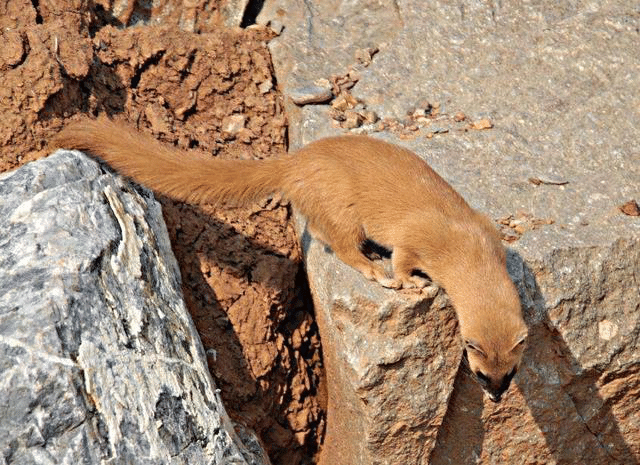 解密东北传说黄皮子大仙黄鼠狼