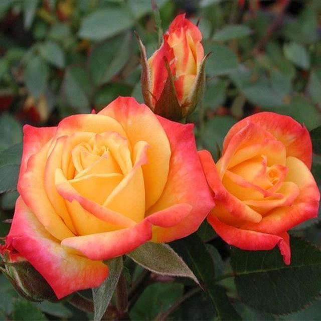 对于平时有种花习惯的花友们来说,在众多的花卉品种中,月季花一直以来