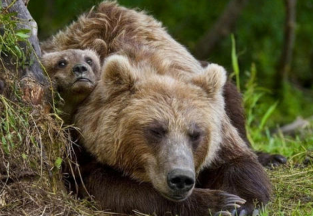 在熊冬眠的时候 偷袭它们能够成功吗 研究人员给出答案 狮子 北极地区 熊冬眠 棕熊 热带地区 老虎