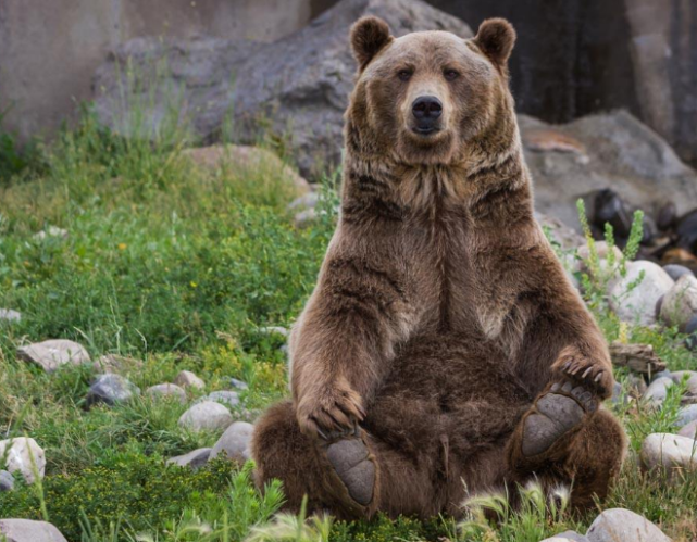 くまのキャラクター人気順一覧 外国やディズニーで愛されてるのは アメリカ Info クマ目覚め獣ファニーメンネイビーサイディ ウェルコダ Ciudaddelmaizslp Gob Mx