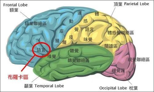 重庆小米熊分享家有语言优秀的孩子是一种什么体验又