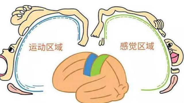 宝宝聪明不聪明,从小手就能看出端倪,智商高低在手掌上有信号