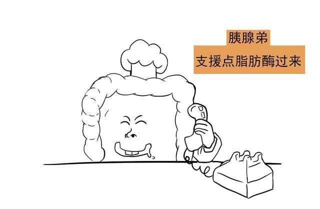 你的脂肪为什么这么难甩掉看完它的吸收与转化就知道是咋回事了