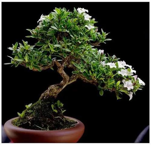 花园 阳台栽树种花之六月雪 树桩盆景