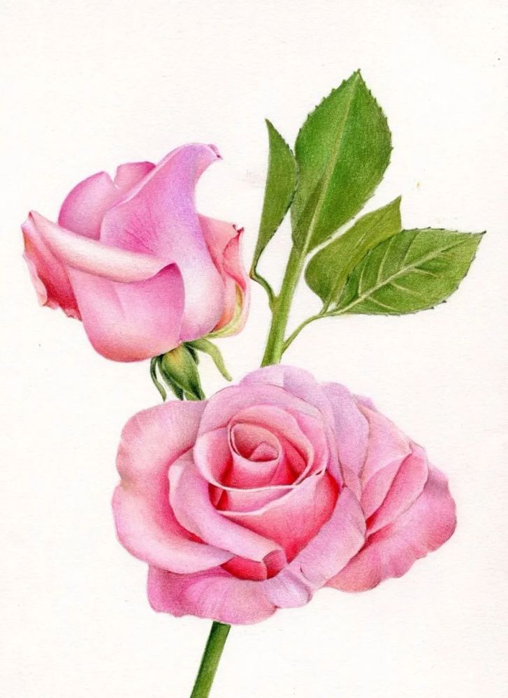 彩铅画一朵艳丽的月季花简单易学好上手