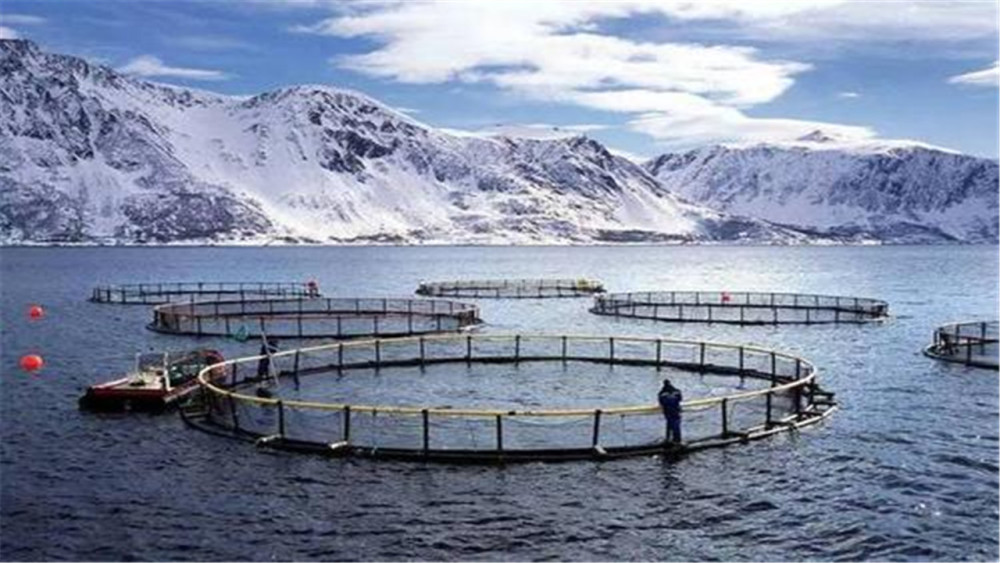 据环球时报6月16日报道,作为世界著名的渔场,挪威的三文鱼产业十分