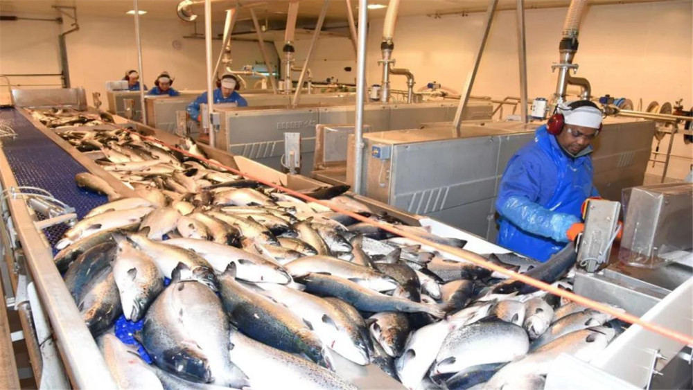 触目惊心!挪威三文鱼养殖场曝光,鱼身布满溃疡,中国紧急叫停