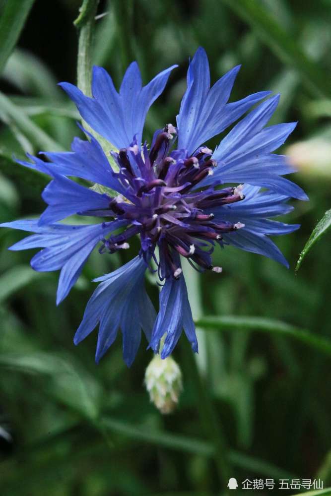 德国的国花是矢车菊普鲁士皇帝威廉一世的母亲路易斯王后,在一次内战