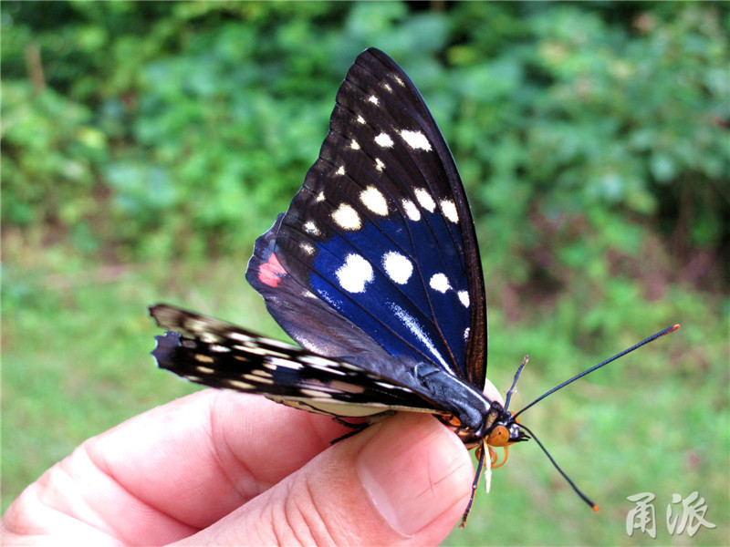 第216种蝴蝶!宁波首次发现"日本国蝶"