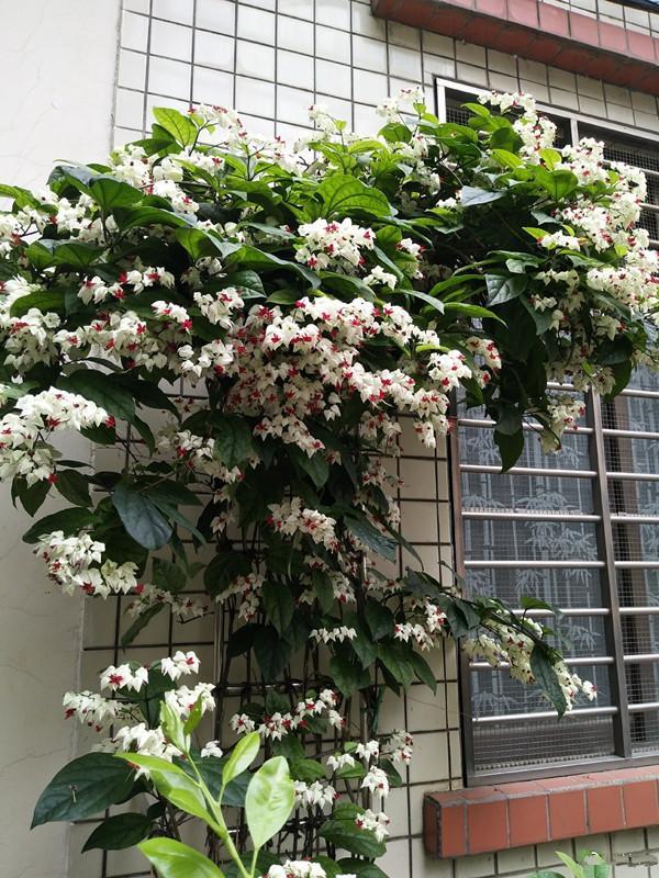 新型观赏花木 夏季盛花 容易成花墙 皮实好养 室内盆栽也可以 盆栽 绿植