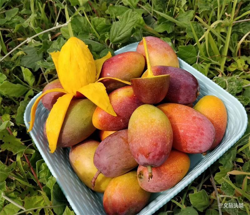 日照充足的金凤凰芒果,核薄肉厚,汁浓味香,甜度能达到18度以上,肉质